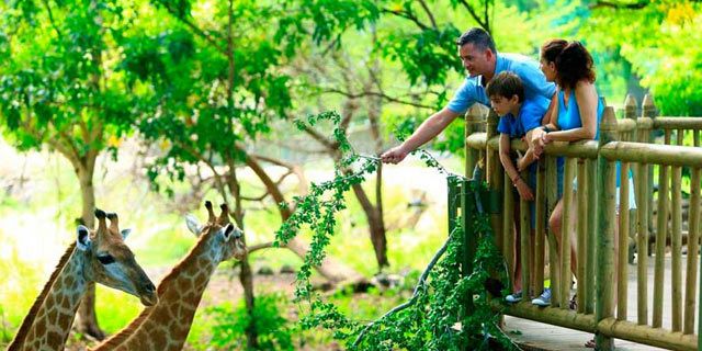 Breakfast giraffes casela nature parks (6)